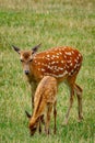 Sika deer mother with baby
