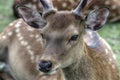 Sika deer in Nara, Japan