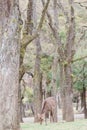 Sika deer in park in Nara Japan