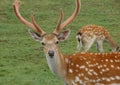 Sika deer resting in the summer in the meadow Royalty Free Stock Photo