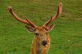 Sika deer resting in the summer in the meadow Royalty Free Stock Photo