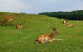 Sika deer resting in the summer in the meadow Royalty Free Stock Photo