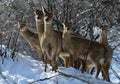 Sika deer in the snow Royalty Free Stock Photo