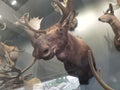 Sika Deer specimen are in a small zoo in Xi`an, China.