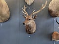 Sika Deer specimen are in a small zoo in Xi`an, China.