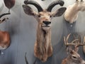 Sika Deer specimen are in a small zoo in Xi`an, China.