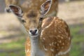 Sika deer, spotted deer or the Japanese deer. Close up Royalty Free Stock Photo