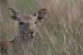 Sika deer, stag,hind, calf portrait while in long grass Royalty Free Stock Photo