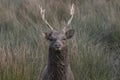 Sika deer, stag,hind, calf portrait while in long grass Royalty Free Stock Photo