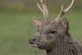 Sika deer, stag,hind, calf portrait while in long grass Royalty Free Stock Photo