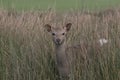 Sika deer, stag,hind, calf portrait while in long grass Royalty Free Stock Photo