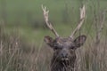 Sika deer, stag,hind, calf portrait while in long grass Royalty Free Stock Photo