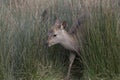 Sika deer, stag,hind, calf portrait while in long grass Royalty Free Stock Photo