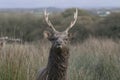 Sika deer, stag,hind, calf portrait while in long grass Royalty Free Stock Photo