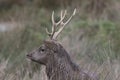 Sika deer, stag,hind, calf portrait while in long grass Royalty Free Stock Photo