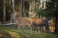 Sika Deer - Couple during the Rut Royalty Free Stock Photo