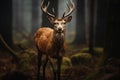 Sika deer stand alone in the forest