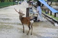 Sika deer in street of Nara, Japan