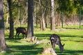 Sika deer walk in a clearing in the forest and eat grass Royalty Free Stock Photo