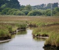 Sika deer and wetlands