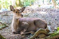 Sika deer Royalty Free Stock Photo