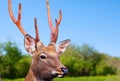 Sika deer in wildness Royalty Free Stock Photo