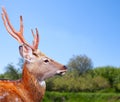 Sika deer in wildness Royalty Free Stock Photo