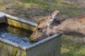 Sika deer