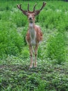 Dappled deer with young horns stands on the grass and looks forward Royalty Free Stock Photo