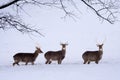 Sika Deers (Cervus nippon) in the snow.