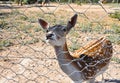 Sika deers in Friguia Animal Park. Hammamet,Tunisia.