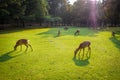 Sika deers in Nara Park, Japan