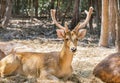 Sika deers or spotted deers or Japanese deers Cervus nippon Royalty Free Stock Photo