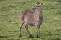 Sika doe Royalty Free Stock Photo