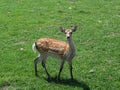 Sika Deer Doe Royalty Free Stock Photo