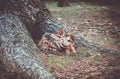 Sika fawn deer in Nara Park forest, Japan