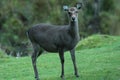 Sika hind deer. Royalty Free Stock Photo