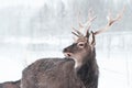 Sika spotted deer Macro portrait, in the snow on a white