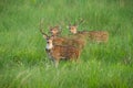 Sika or spotted deers herd in the elephant grass Royalty Free Stock Photo