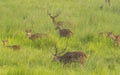 Sika or spotted deers herd in the elephant grass Royalty Free Stock Photo