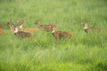 Sika or spotted deers herd in the elephant grass Royalty Free Stock Photo