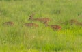 Sika or spotted deers herd in the elephant grass Royalty Free Stock Photo