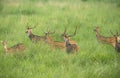 Sika or spotted deers herd in the elephant grass Royalty Free Stock Photo