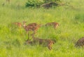 Sika or spotted deers herd in the elephant grass Royalty Free Stock Photo