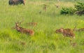 Sika or spotted deers herd in the elephant grass Royalty Free Stock Photo