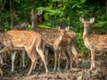 Sika or spotted deers herd in the jungle