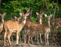 Sika or spotted deers herd in the jungle