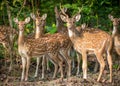 Sika or spotted deers herd in the jungle Royalty Free Stock Photo