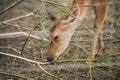 Sika or spotted fallow deer in a meadow. Portrait of a Young Deer eating