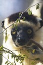 Sikafa Lemur, Kirindy Forest, Madagascar Royalty Free Stock Photo